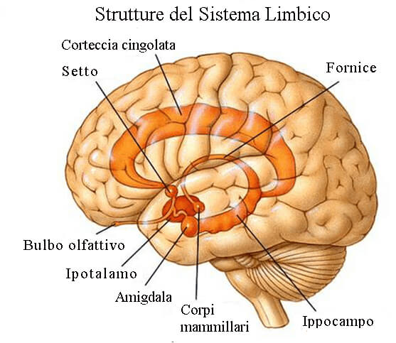 Il sistema limbico nel cervello umano.
